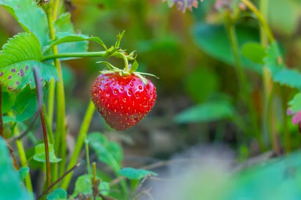 Sümüklü böceğin açtığı deliklerle dolu olgun çilekler. Sümüklü böcek Arion vulgaris salyangoz bahçedeki çilek yataklarını parazit yapar, olgun böğürtlen yer..