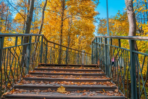 Climbing stairs in an autumn city park on a sunny day. A wide wooden staircase with steps covered with fallen yellow autumn leaves