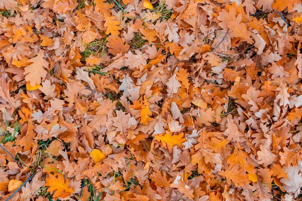 Chêne Tombé Feuilles Automne Dans Une Clairière Forestière Feuilles Automne — Photo