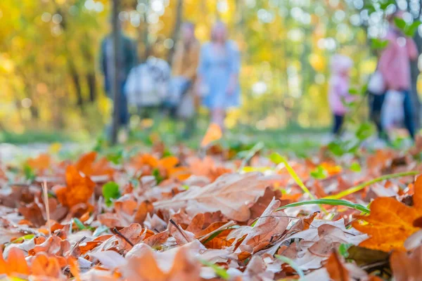 Падший Дуб Осенью Листья Поляне Парке Переднем Плане Разряженном Фоне — стоковое фото