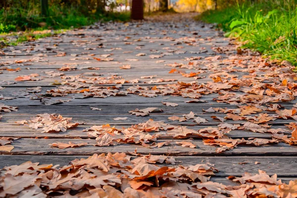 Падшие Осенние Листья Дуба Тротуаре Вымощенные Деревянными Досками Желтые Осенние — стоковое фото