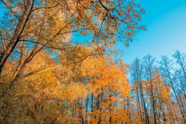 Sarı yapraklı ağaç taçları ve güneşli bir sonbahar gününde mavi gökyüzü. Yaprak sonbahar ormanına düşer..