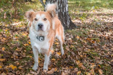 Sonbahar ormanında pire ve kene tasmalı bir köpek..