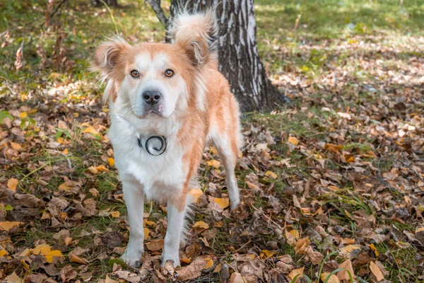 秋天森林里的一只狗 领着跳蚤和虱子的狗项圈 — 图库照片