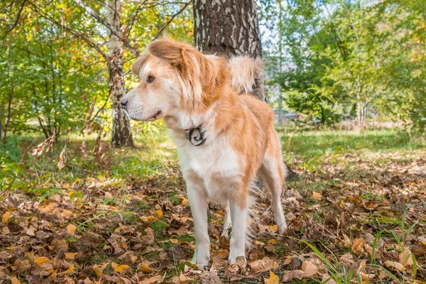 ノミやダニから犬の襟と秋の森の中の犬 — ストック写真