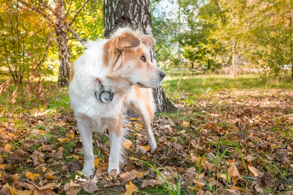 ノミやダニから犬の襟と秋の森の中の犬 — ストック写真