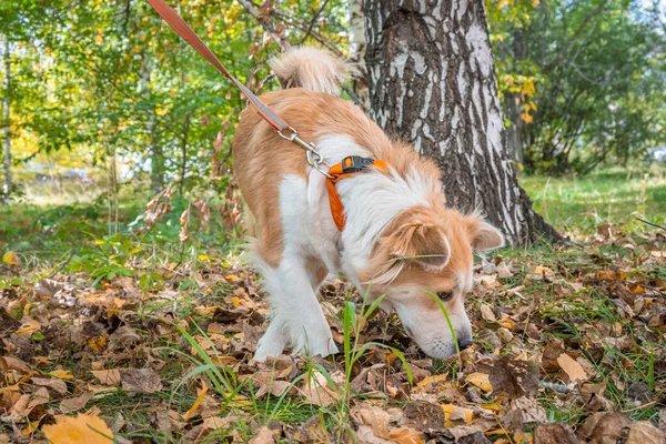 秋の森の中の紐の上の犬は地面を慎重に滑ります — ストック写真