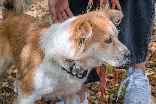 秋の森の中でノミに対して犬の襟を身に着けている犬とその所有者の横にダニ — ストック写真