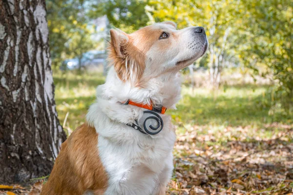A dog wearing a dog collar against fleas and ticks sits on a lawn in the autumn forest and looks up intently.