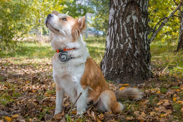 A dog wearing a dog collar against fleas and ticks sits on a lawn in the autumn forest and looks up intently.
