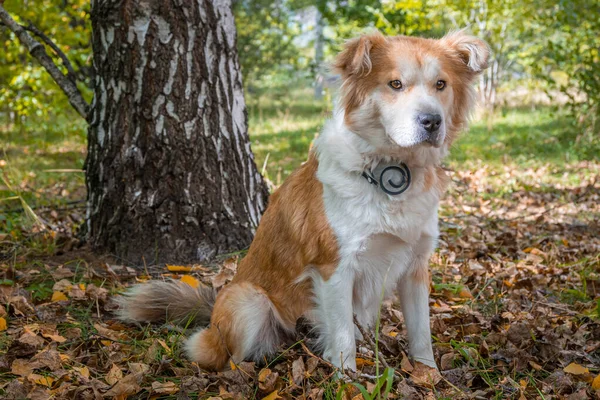 A dog wearing a dog collar against fleas and ticks sits on a lawn in an autumn forest and stares intently in the direction of the lens.