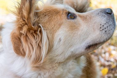 Köpek dikkatlice yukarı ve uzağa bakar. Beyaz-kırmızı güzel bir köpeğin yakın çekimi..