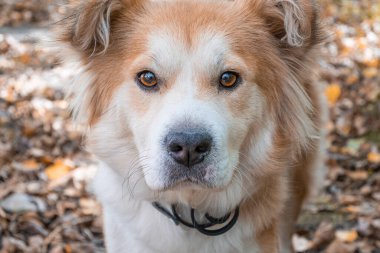 Şehirdeki bir sonbahar ormanında pirelere karşı köpek tasması takan bir köpek kameraya dikkatle bakar. Beyaz-kırmızı güzel bir köpeğin yakın çekimi.