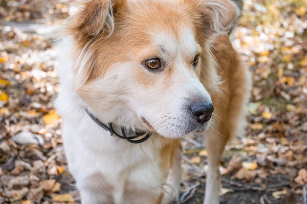 A dog wearing a dog collar against fleas and ticks on a lawn in the autumn forest in looks carefully ahead. Close-up of a beautiful white-red dog.