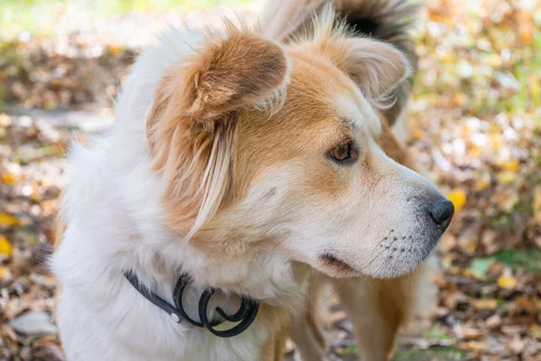 A dog wearing a dog collar against fleas and ticks on a lawn in the autumn forest looks carefully away. Close-up of a beautiful white-red dog.