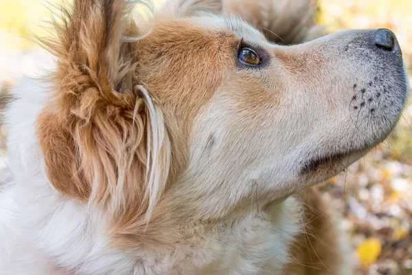 Köpek dikkatlice yukarı ve uzağa bakar. Beyaz-kırmızı güzel bir köpeğin yakın çekimi..