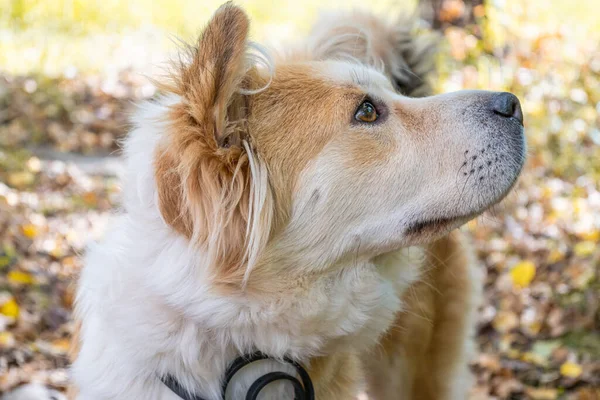 秋の森の芝生の上で ノミに対して犬の襟を身に着けている犬は慎重に離れて見えます 美しい白い犬のクローズアップ — ストック写真