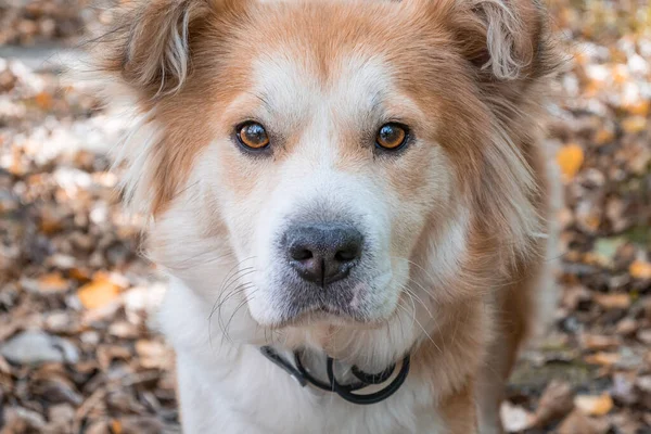 Şehirdeki bir sonbahar ormanında pirelere karşı köpek tasması takan bir köpek kameraya dikkatle bakar. Beyaz-kırmızı güzel bir köpeğin yakın çekimi.