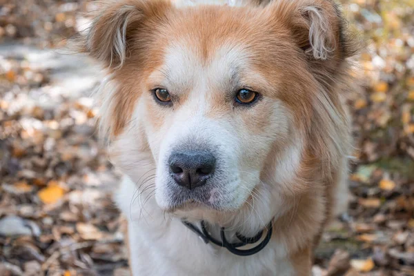 犬がノミに対して犬の襟を着て 秋の森の中の芝生の上でダニを慎重に先に見えます 美しい白い犬のクローズアップ — ストック写真