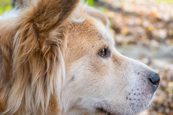 Hond Kijkt Zorgvuldig Naar Zijkant Close Van Een Mooie Wit — Stockfoto