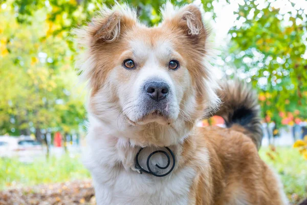 A dog wearing a dog collar against fleas and ticks on a lawn in the autumn forest in looks carefully ahead. Close-up of a beautiful white-red dog.