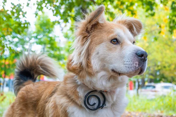 犬がノミに対して犬の襟を着て 秋の森の中の芝生の上でダニを慎重に先に見えます 美しい白い犬のクローズアップ — ストック写真