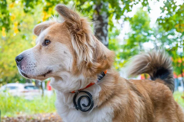 Sonbahar ormanında pire ve kene karşısında köpek tasması takan bir köpek geleceğe dikkatlice bakar. Beyaz-kırmızı güzel bir köpeğin yakın çekimi..