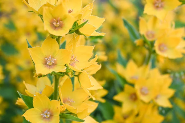 Beautiful summer flowers in the garden - yellow loosestrife, (Lysimachia punctata)