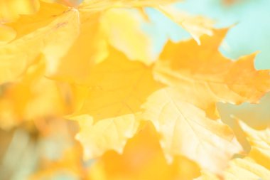 Güneşli bir günde sonbahar yapraklarının bulanık görüntüsü, bulanık arkaplan. İnsan yok, kapat, boşluğu kopyala, makro çekim.