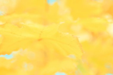 Güneşli bir günde sonbahar yapraklarının bulanık görüntüsü, bulanık arkaplan. İnsan yok, kapat, boşluğu kopyala, makro çekim.