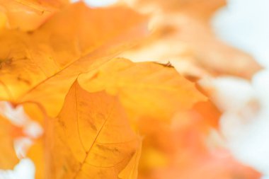 Güneşli bir günde sonbahar yapraklarının bulanık görüntüsü, bulanık arkaplan. İnsan yok, kapat, boşluğu kopyala, makro çekim.