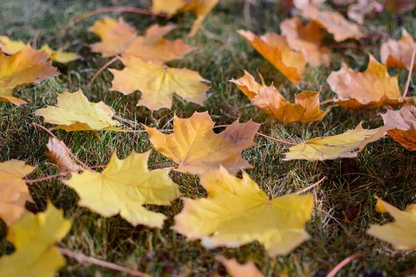 Belles Feuilles Érable Automne Journée Ensoleillée Premier Plan Fond Flou — Photo