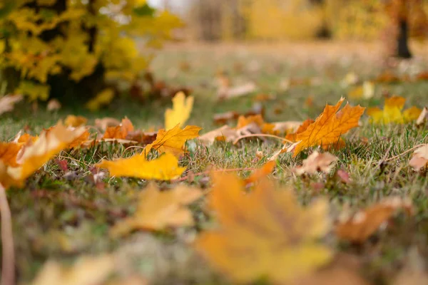 Sonbahar güneşli ve ön planda ve bulanık arka planda çimenlerin üzerinde güzel bir akçaağaç yaprağı halısı. İnsan yok, kapat, boşluğu kopyala, makro çekim.