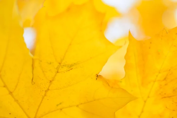 Imagem Desfocada Folhas Outono Dia Ensolarado Fundo Embaçado Sem Pessoas — Fotografia de Stock
