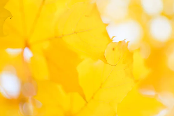 Defocused Image Autumn Leaves Sunny Day Blurry Background People Close — Stock Photo, Image