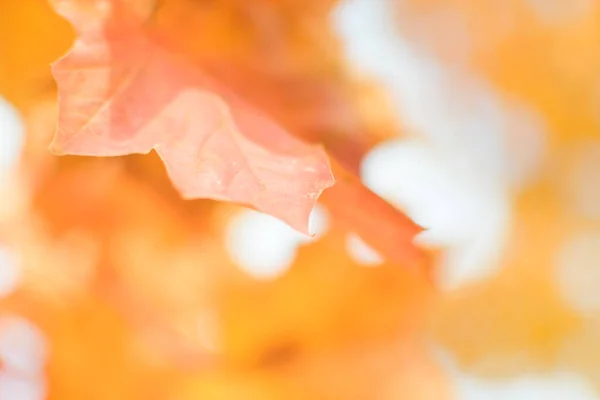 Розфокусоване Зображення Осіннього Листя Сонячний День Розмитий Фон Немає Людей — стокове фото