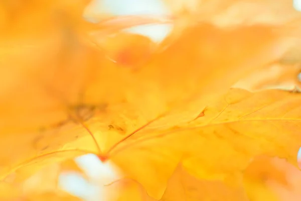 Розфокусоване Зображення Осіннього Листя Сонячний День Розмитий Фон Немає Людей — стокове фото