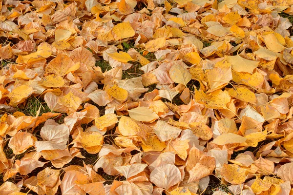 Tapis Belles Feuilles Érable Sur Herbe Automne Journée Ensoleillée Premier — Photo