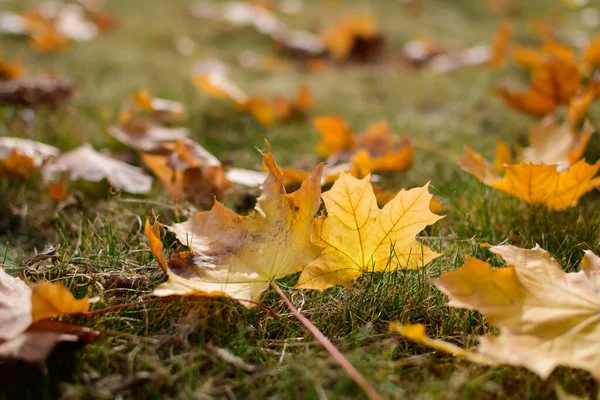 Carpet Beautiful Maple Leaves Grass Autumn Sunny Day Foreground Blurry Royalty Free Stock Images