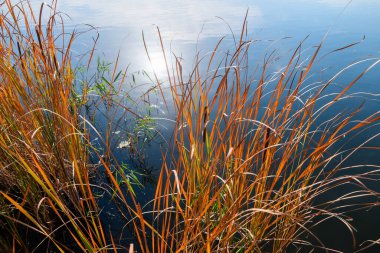 Kıyıya yakın sazlık çalılıkları ve bir sonbahar günü gölün suyunda güneşin yansıması..