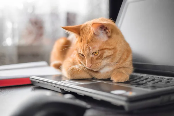Красива Червона Кішка Лежить Клавіатурі Ноутбука Домашньому Офісному Столі Задньому — стокове фото