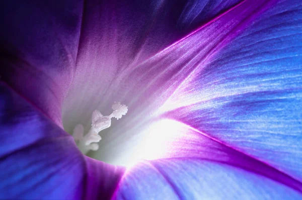 Violet cloche bleue fleur fond abstrait créatif — Photo