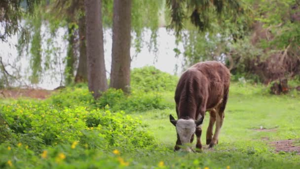 Calf on pasture — Stock Video