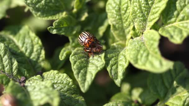 Escarabajos de Colorado en una cama de papa — Vídeo de stock