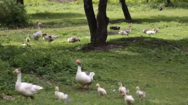 Familj av gäss bete — Stockvideo