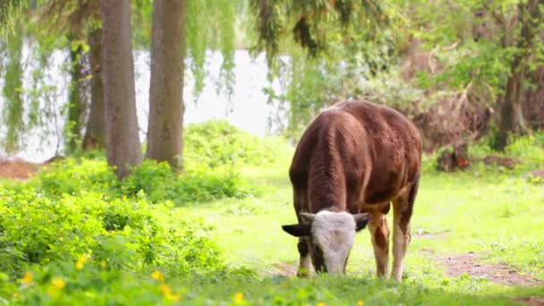 Calf on pasture — Stock Video