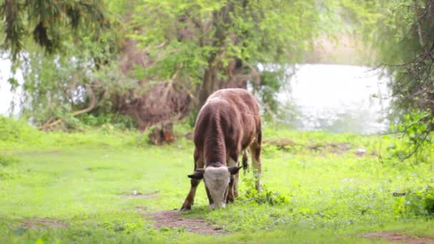 Calf on pasture — Stock Video