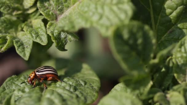 Colorado skalbaggar på en bädd av potatis — Stockvideo