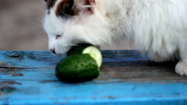 Gato y pepino, gato comiendo pepino fresco — Vídeo de stock
