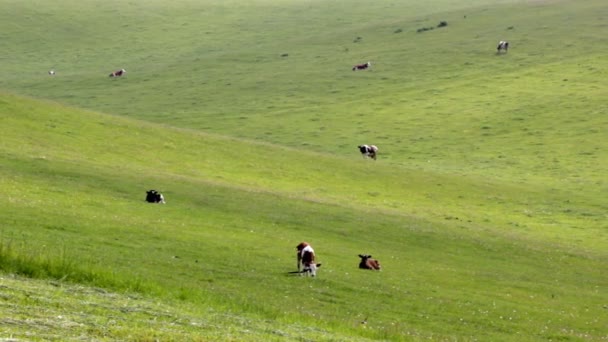 Farm animals on pasture — Stock Video